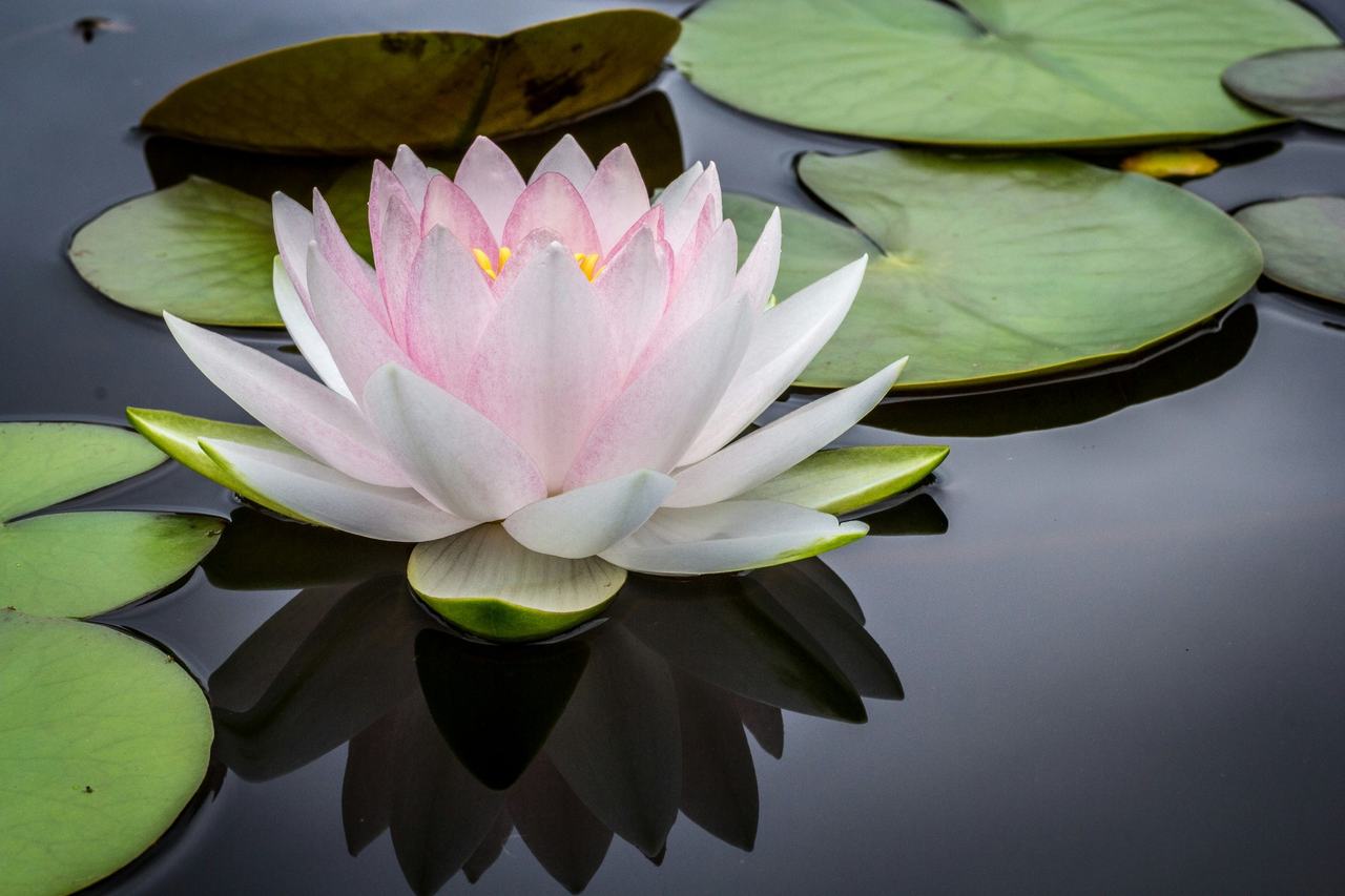 Yoga nidra en la psiquiatría integrativa: uso en estrés crónico, insomnio y agotamiento profesional