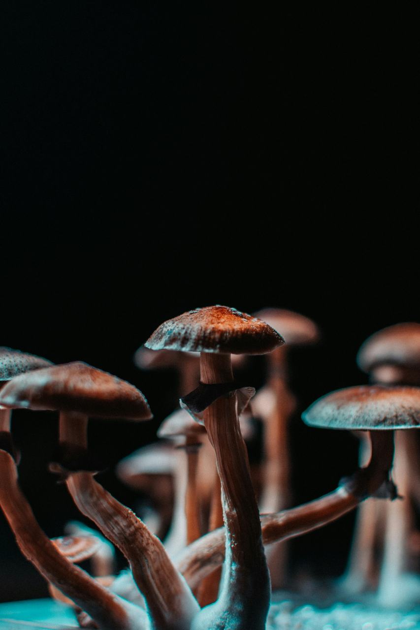 El futuro de la psiquiatría: IA y psicodélicos asistidos — ¿qué sabemos realmente?